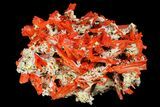 Bright Orange Crocoite Crystal Cluster - Tasmania #171691-2